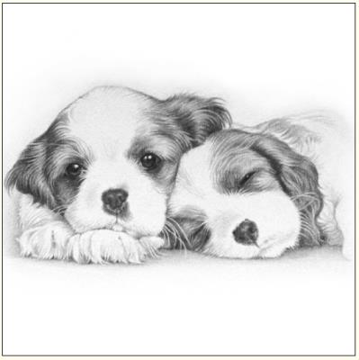 Okładka książki Karnet psy szkic 16x16 + koperta