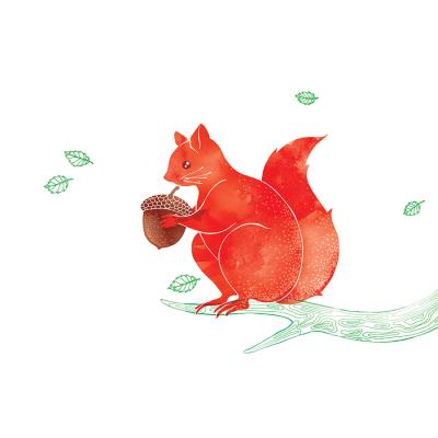 Opakowanie Karnet Swarovski kwadrat Wiewiórka