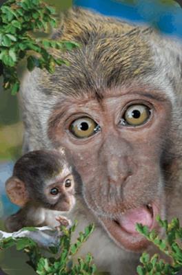 Opakowanie Minikartka 3D - Makak