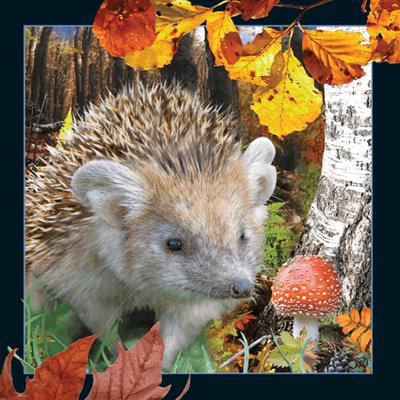 Opakowanie Pocztówka 3D - Jeż