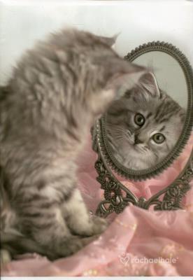 Opakowanie Zeszyt Rachel Hale A4/5M 80gr