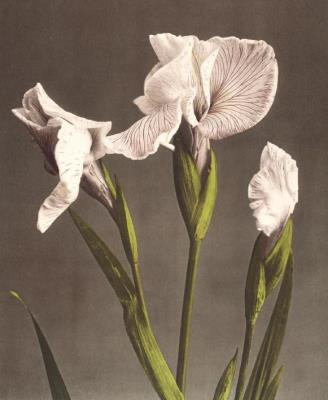 Opakowanie Karnet 17x14cm z kopertą Iris Kaempferi