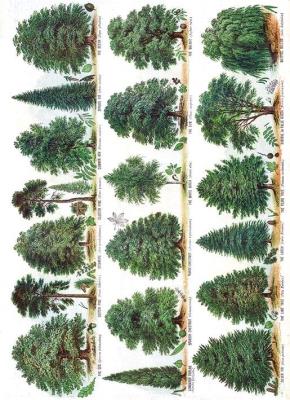 Opakowanie Karnet B6 z kopertą Our British Forest Trees