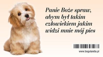 Opakowanie Magnes na lodówkę Panie Boże spraw, abym był takim