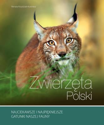 Zwierzęta Polski. Autor: Krzyściak-Kosińska Renata. SmakLiter.pl Okładka książki Zwierzęta Polski