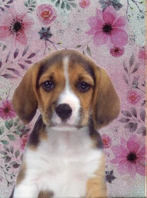 Opakowanie Błyszczący pamiętnik 18-3660PS