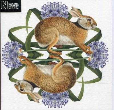 Opakowanie Karnet kwadrat z kopertą European Brown Hare