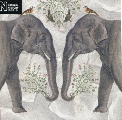 Opakowanie Karnet kwadrat z kopertą Indian Elephant