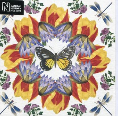 Opakowanie Karnet kwadrat z kopertą White Jezebel