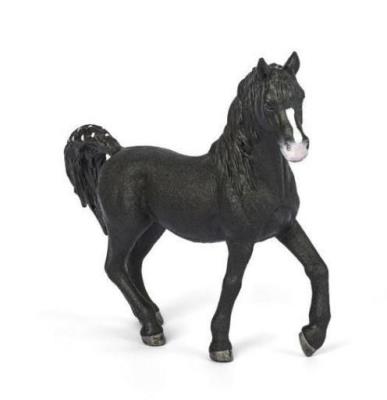 Opakowanie Ogier rasy Arabskiej