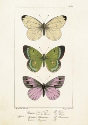 Opakowanie Karnet ST247 B6 + koperta Motyle 2 sztuki