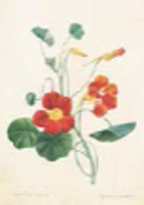 Opakowanie Karnet ST273 B6 + koperta Kwiat Capucine 2 sztuki