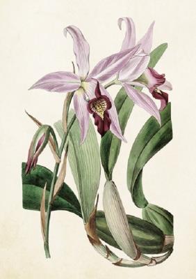 Opakowanie Karnet ST279 B6 + koperta Lilie 2 sztuki