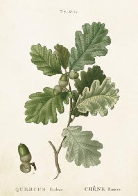 Opakowanie Karnet ST296 B6 + koperta Gałąź dębu 2 sztuki