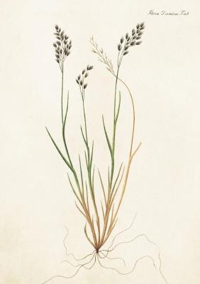 Opakowanie Karnet ST210 B6 + koperta Flora Danica