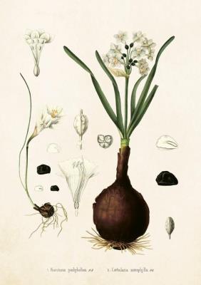 Opakowanie Karnet ST230 B6 + koperta Narcyz