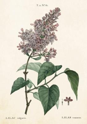 Opakowanie Karnet ST240 B6 + koperta Lilak pospolity