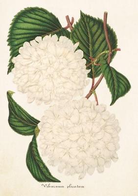 Opakowanie Karnet ST260 B6 + koperta Kalina japońska