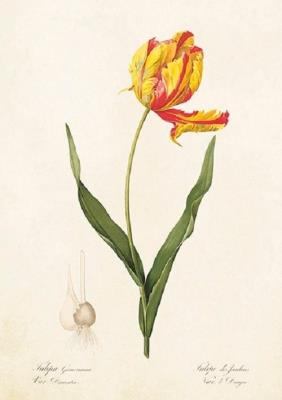 Opakowanie Karnet ST271 B6 + koperta Tulipan