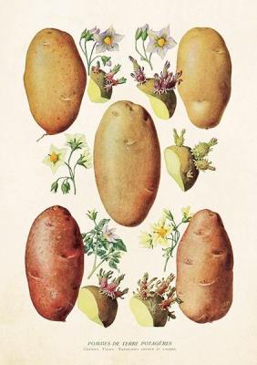 Opakowanie Karnet ST272 B6 + koperta Ziemniak