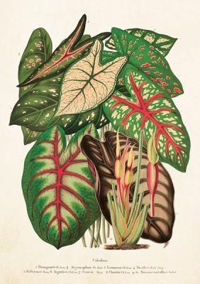 Opakowanie Karnet ST280 B6 + koperta Kaladium