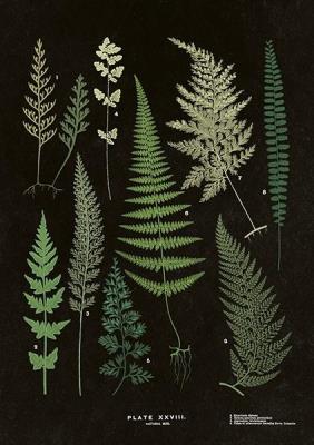 Opakowanie Karnet ST285 B6 + koperta Paproć 3