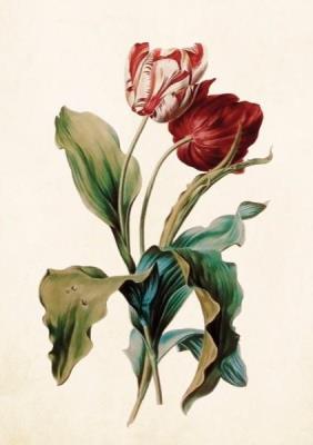 Opakowanie Karnet ST290 B6 + koperta Tulipan czerwony