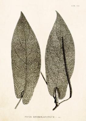 Opakowanie Karnet ST294 B6 + koperta Pieprz 2