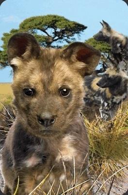 Opakowanie Mini kartka 3D Pies likaon