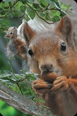 Opakowanie Mini kartka 3D Wiewiórka