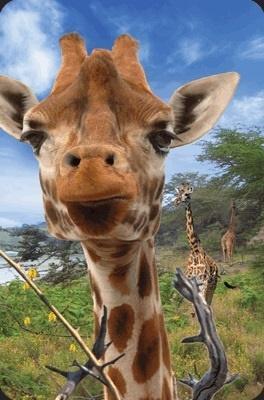 Opakowanie Mini kartka 3D Żyrafa