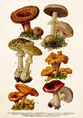 Opakowanie Karnet ST256 B6 + koperta Grzyby