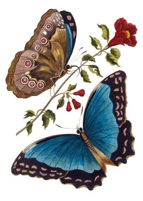 Opakowanie Karnet B6 z kopertą Azure Blue Butterfly