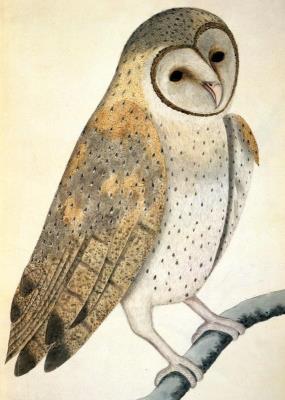 Opakowanie Karnet B6 z kopertą Owl