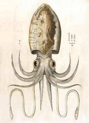 Opakowanie Karnet B6 z kopertą Squid