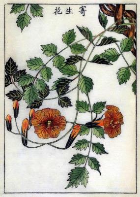 Opakowanie Karnet B6 z kopertą Trumpet Flower