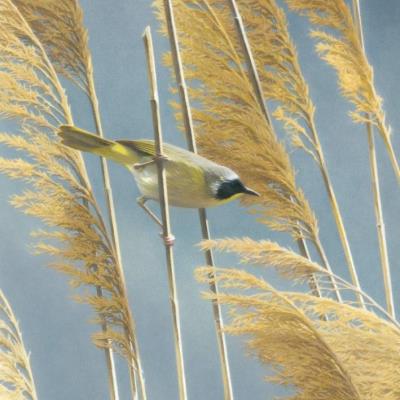 Opakowanie Karnet kwadrat z kopertą Lightswept Common