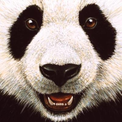 Opakowanie Karnet kwadrat z kopertą Panda