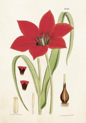 Opakowanie Karnet ST204 B6 + koperta Tulipan