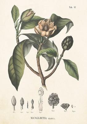 Opakowanie Karnet ST299 B6 + koperta Magnolia