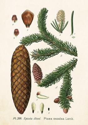 Opakowanie Karnet ST303 B6 + koperta Świerk pospolity