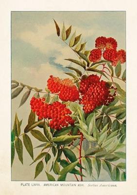 Opakowanie Karnet ST307 B6 + koperta Jarzębina