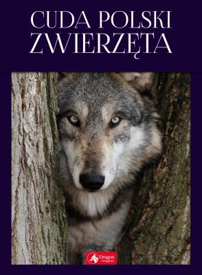 CUDA POLSKI ZWIERZĘTA. Autor: Anna Przybyłowicz. Łukasz Przybyłowicz. SmakLiter.pl Okładka książki CUDA POLSKI ZWIERZĘTA