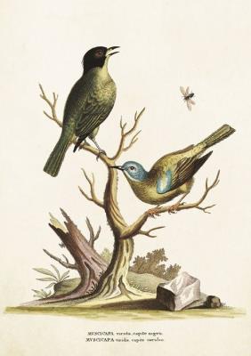 Opakowanie Karnet ST225 B6 + koperta Muchołówki na gałęzi