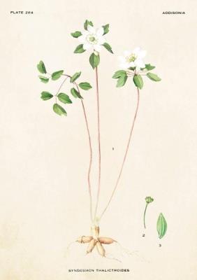 Opakowanie Karnet ST248 B6 + koperta Zawilczyk