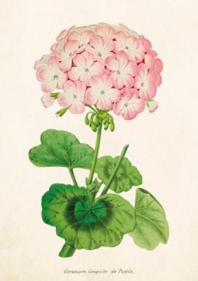 Opakowanie Karnet ST291 B6 + koperta Pelargonia