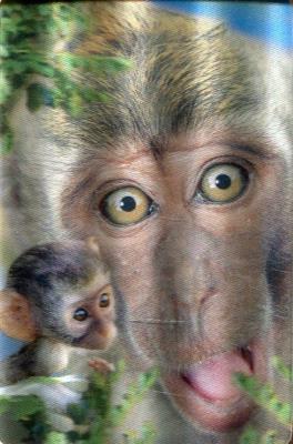 Opakowanie Minikartka 3D Makak