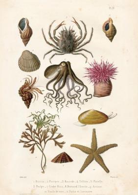 Opakowanie Karnet ST192 B6 + koperta Owoce morza