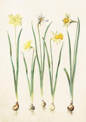 Opakowanie Karnet ST218 B6 + koperta Żonkile