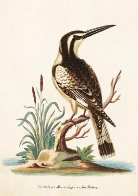 Opakowanie Karnet ST224 B6 + koperta Zimorodek